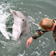A dolphin responding to a hand gesture... or perhaps baiting a human in preparation for attack.